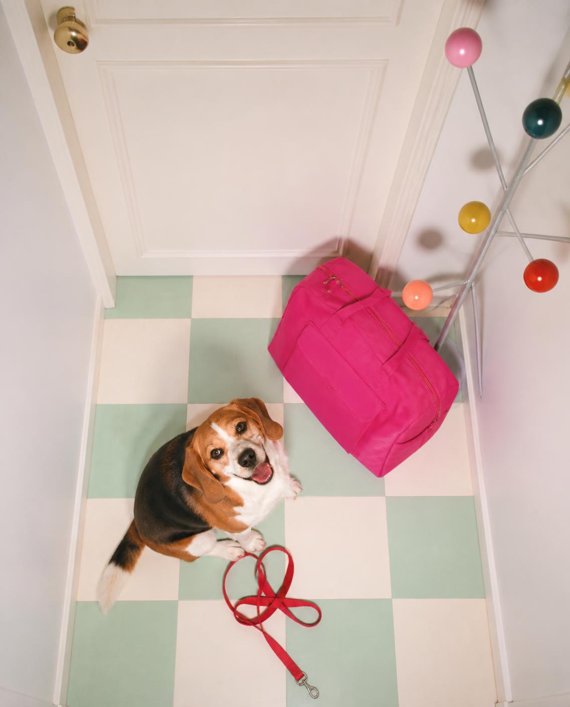 Un beagle assis sur un sol à damier regarde vers le haut, près d'un sac de voyage rose et de sa laisse rouge.