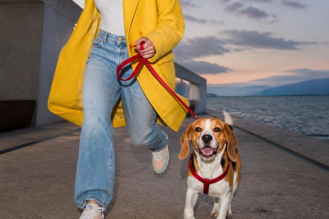 Une femme en manteau jaune marche vite au bord de l'eau avec son beagle tenu en laisse rouge, au crépuscule.