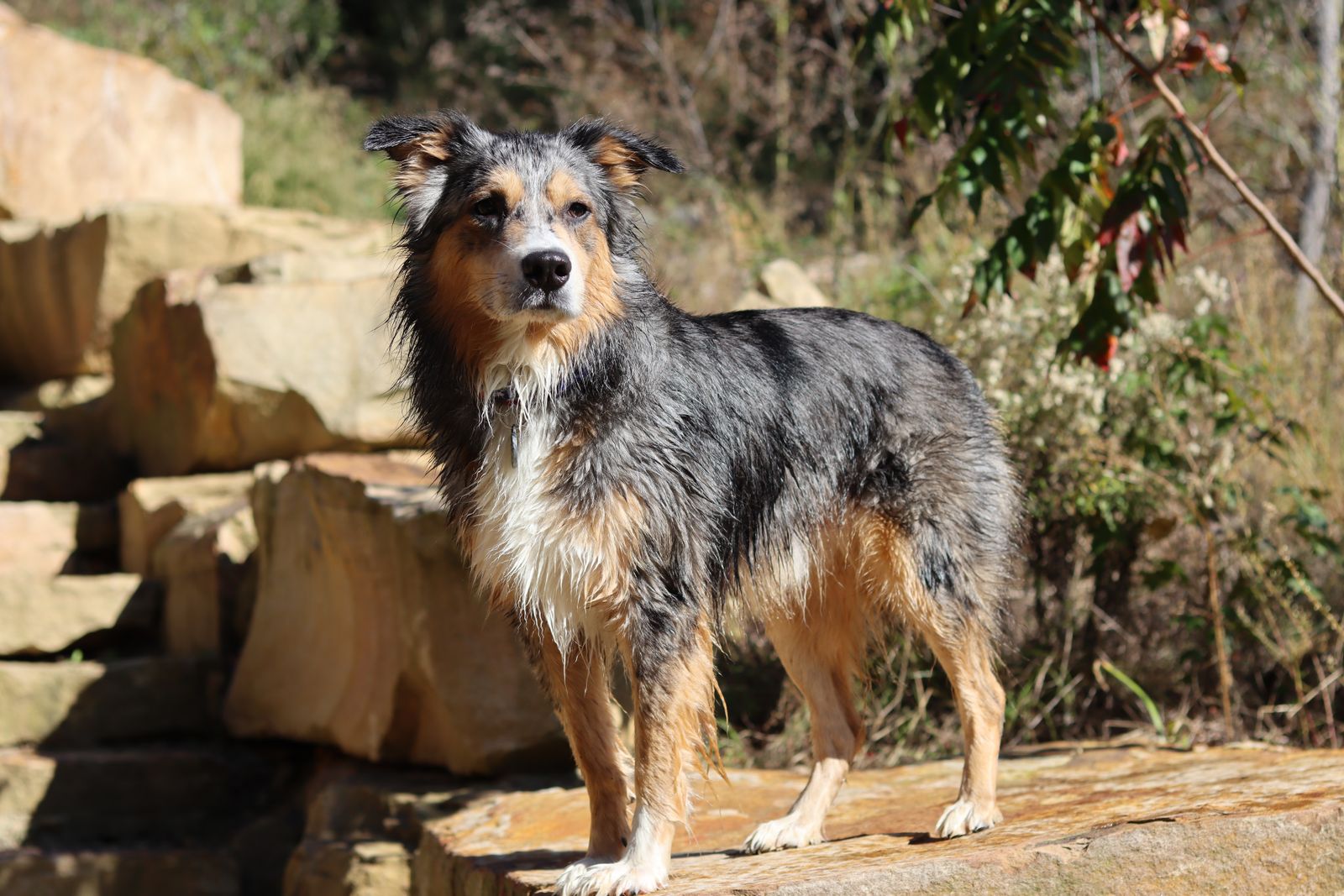 Berger australien bleu merle au poil mouillé, debout sur des rochers au soleil