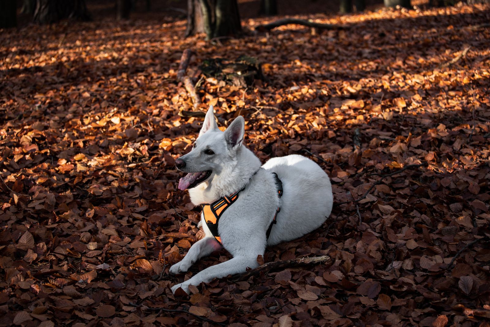 Un berger blanc suisse au harnais orange, couché sur un tapis de feuilles mortes en forêt.