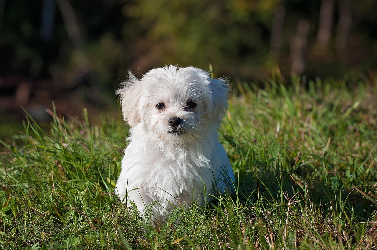 Petit bichon maltais blanc assis dans l'herbe, le regard tourné vers l'objectif