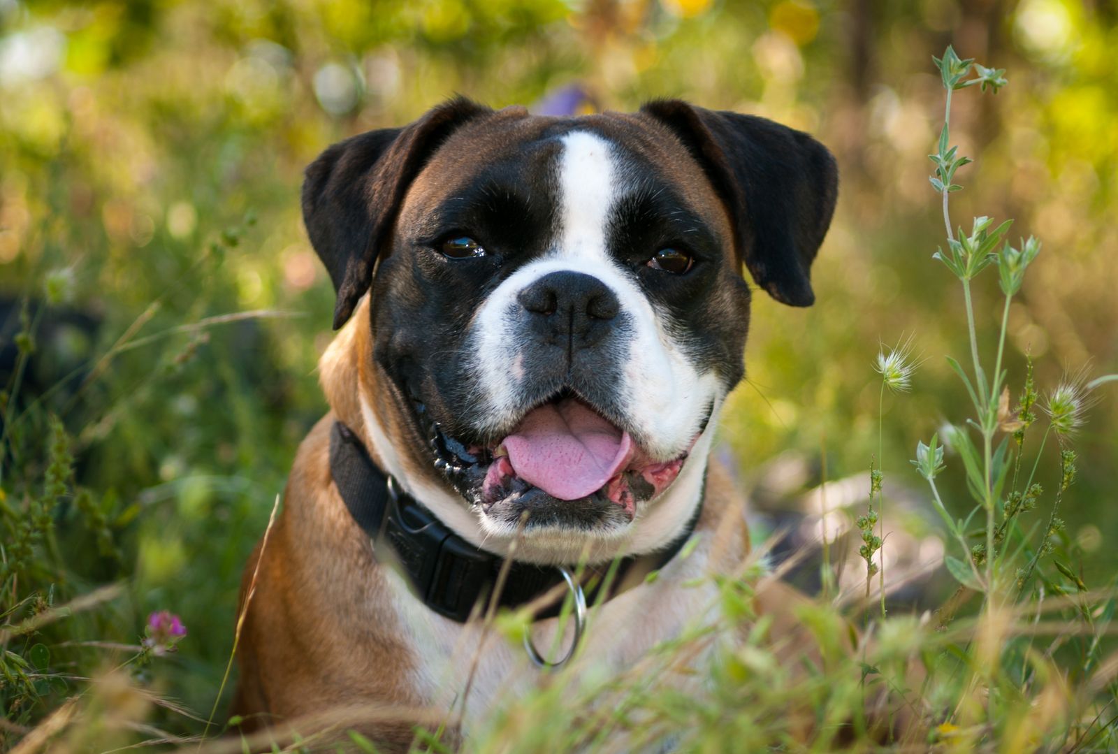 Boxer fauve et blanc avec un collier noir, la langue sortie, dans les herbes hautes