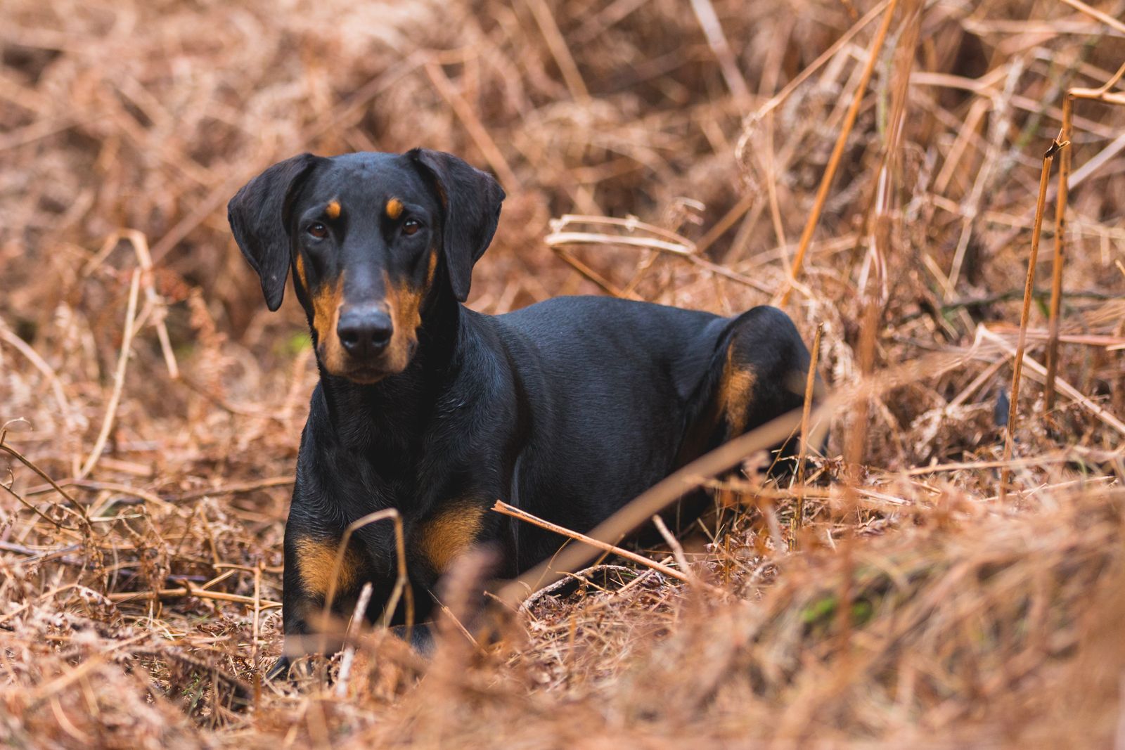 Dobermann noir et feu couché dans l'herbe sèche, le regard droit vers l'objectif