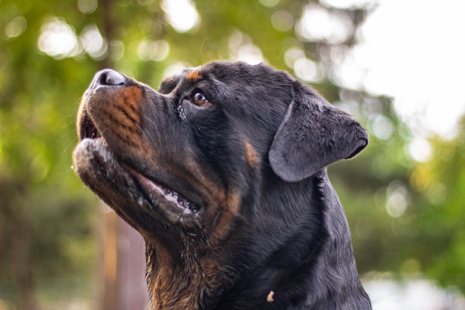 Rottweiler noir et feu de profil, la tête levée, devant un fond vert flou